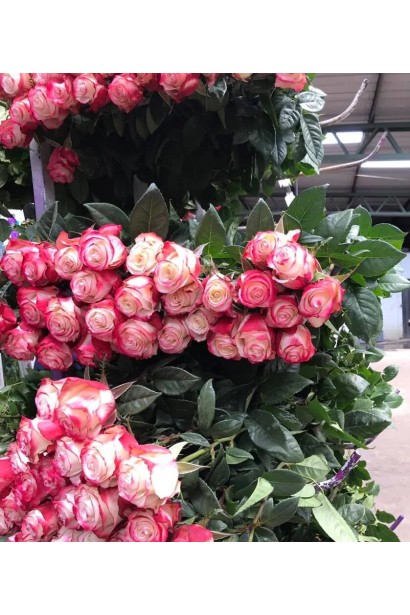 Роза чайно-гибридная Свитнес во флористической композиции